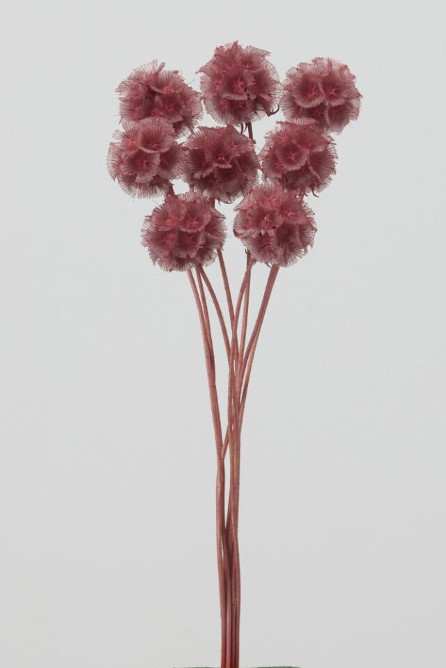 ステルンクーゲル　フランボワーズ　36100-211