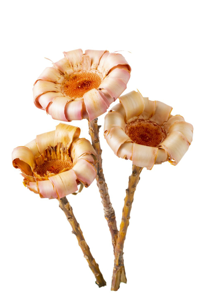 ネリフォリアベース　ネチュラルピンク　40060-100