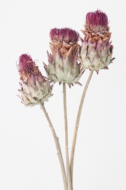 アーティーチョーク　ミニ　N　40101-000