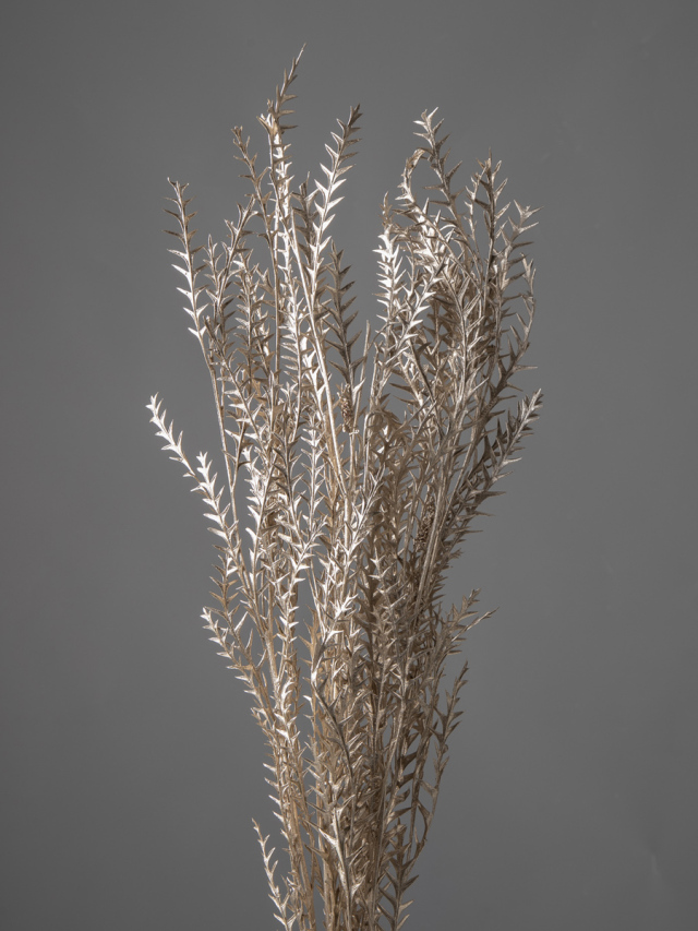 グレビレア・アイバンフォー　プラチナ　40130-932