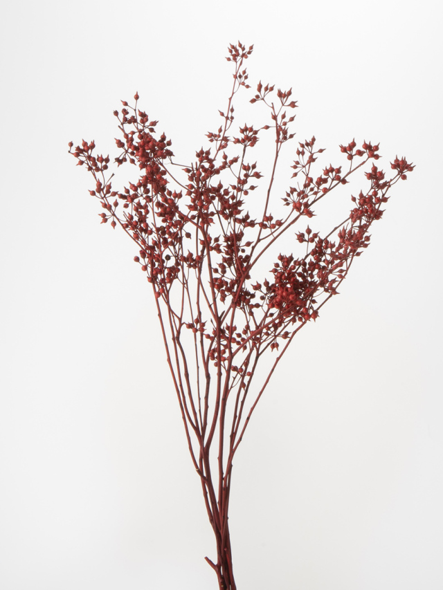 ユーカリ・エキゾチカ　レッド　40170-300