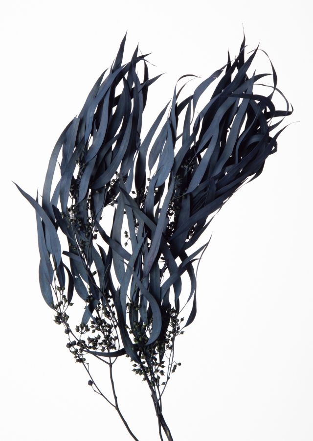 ユーカリ・エキゾチカ・葉付　ブルーグリーン