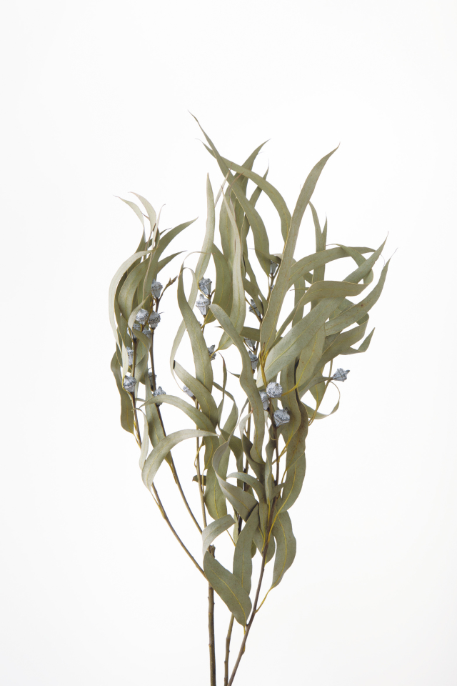 ユーカリ・グロボラス・葉付　Ｎ　40235-000