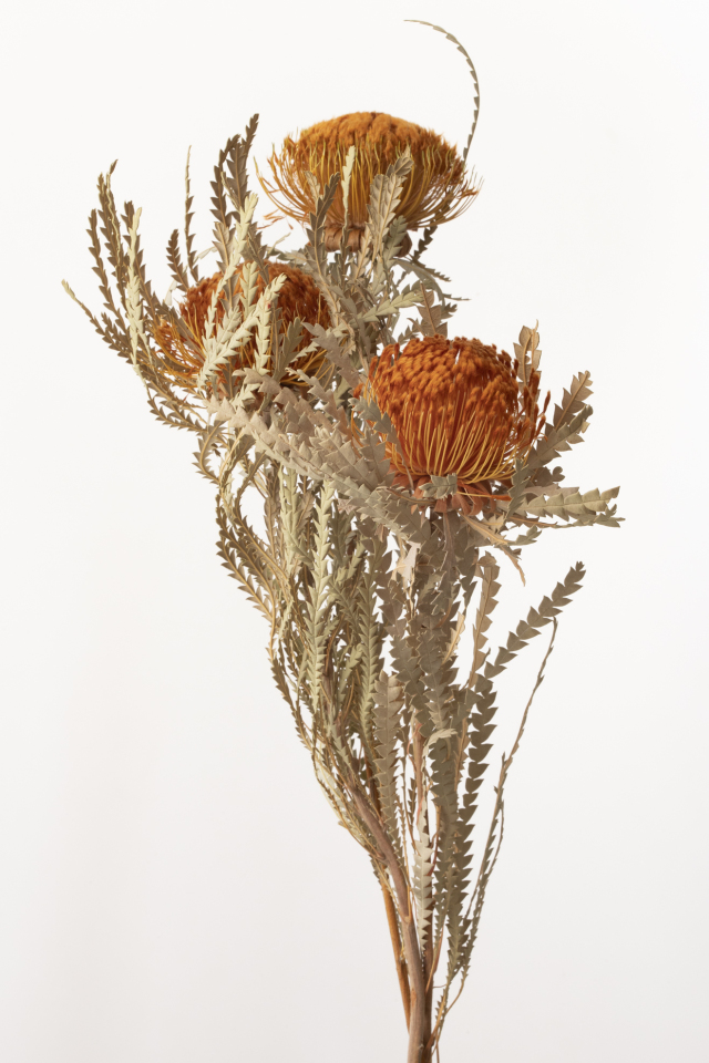 ドリアンドラフォルモーサ　N　40360-000