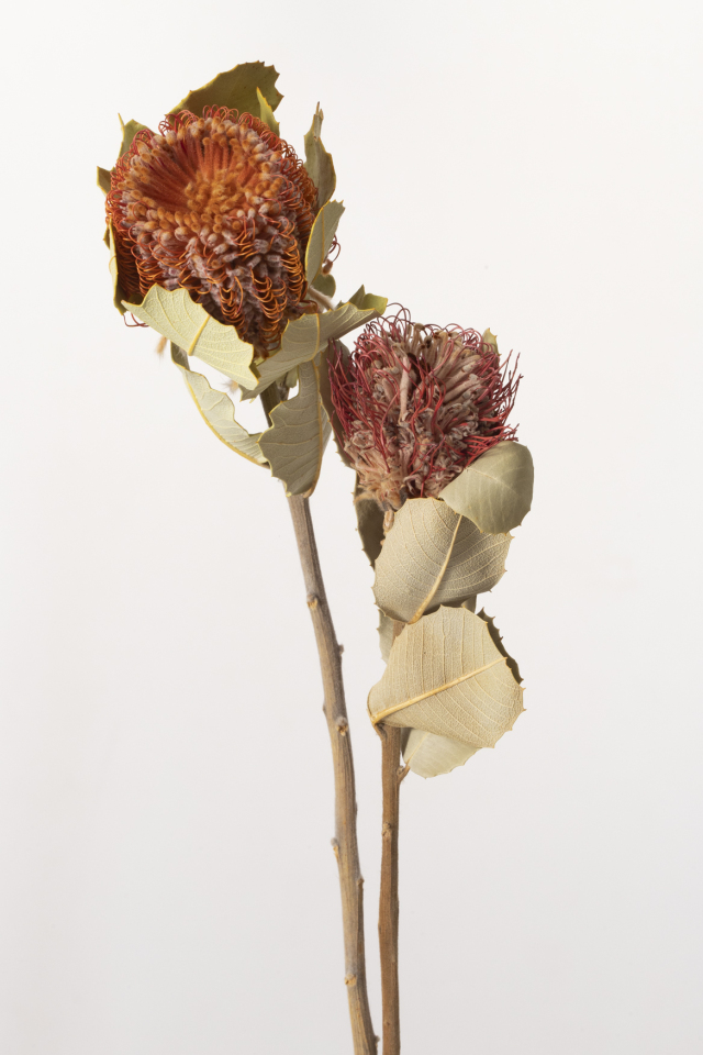 バンクシャ・ココネシア　N　40370-000