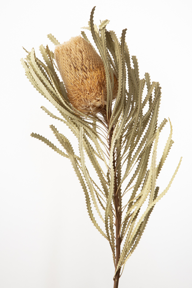 バンクシャ・フーケリアーナ　N　40380-000