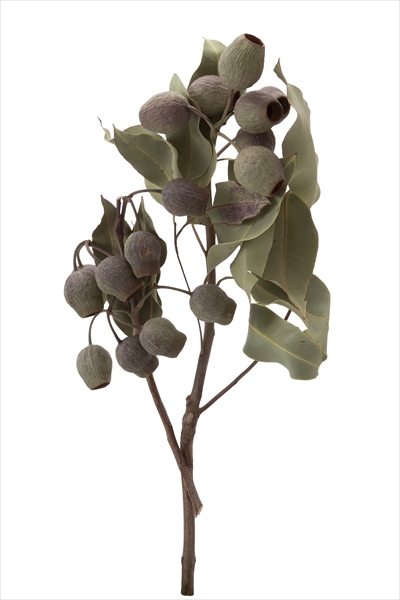 ベルガム・葉付き　N　40450-000