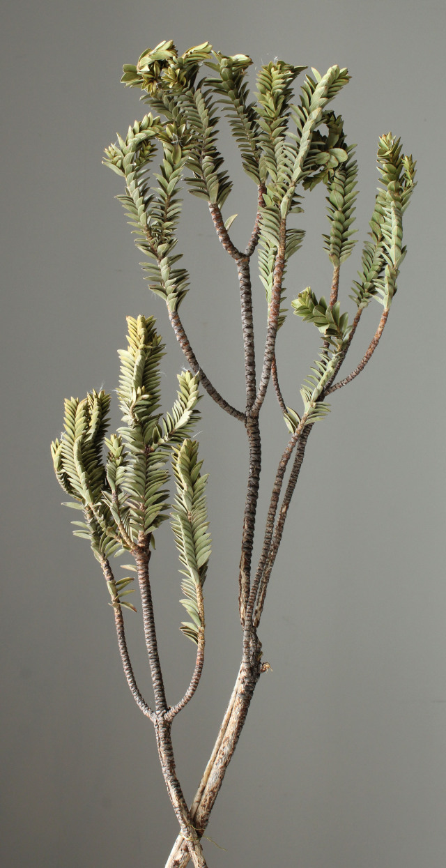 パインブッシュ　N　　40460-000