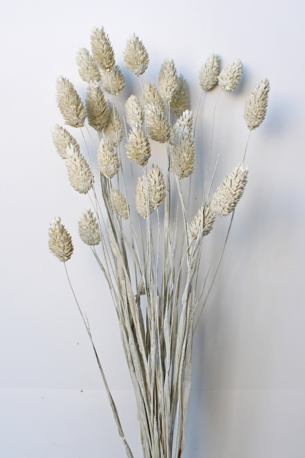 ポアプランツ　マットホワイト　42020-012