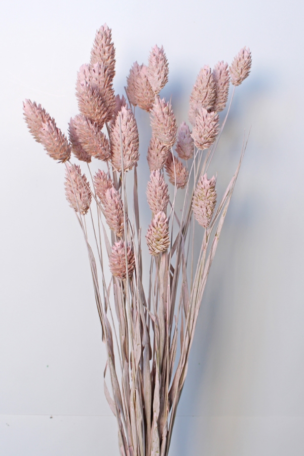 ポアプランツ　マットピンク　42020-102