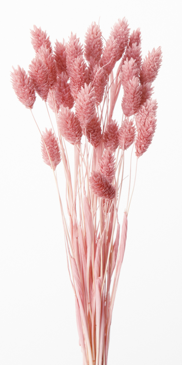 ポアプランツ　クラウドピンク　42020-191
