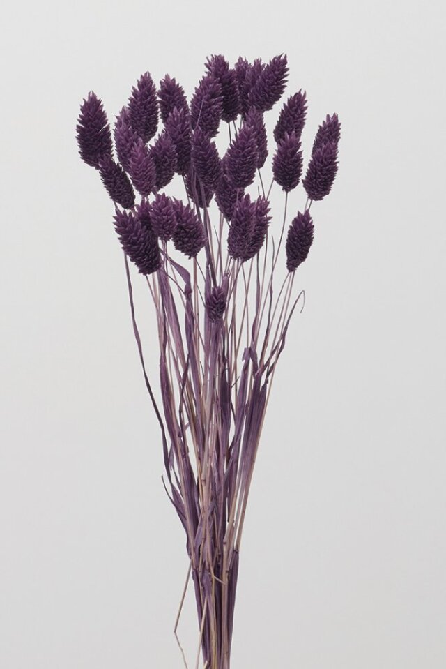 ポアプランツ　パープル　42020-401