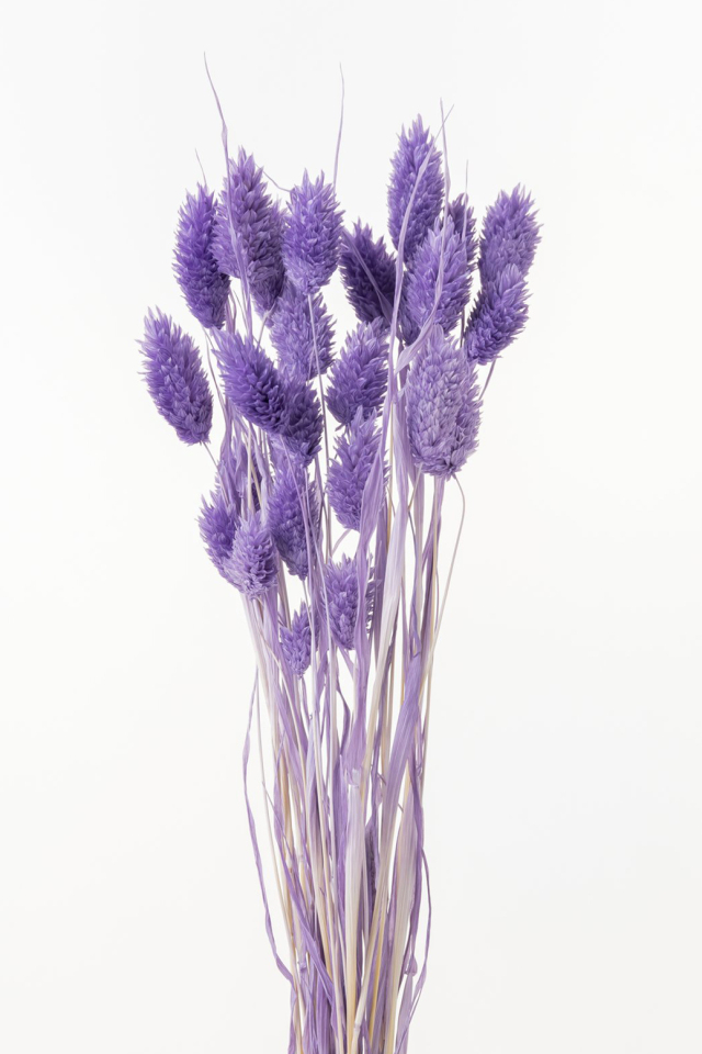 ポアプランツ　エンジェルパープル　42020-441