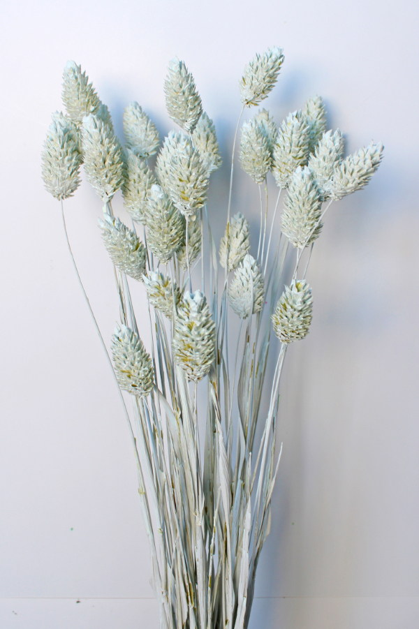 ポアプランツ　マットブルー　42020-602