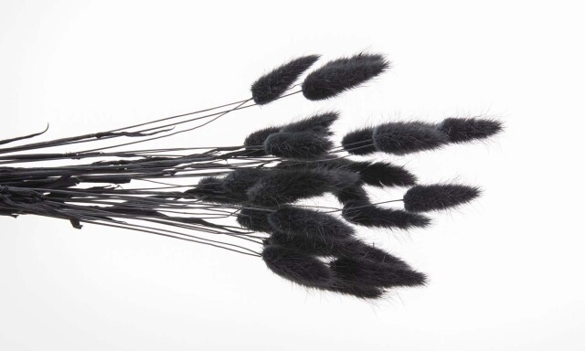 ラグラス　黒　42050-890