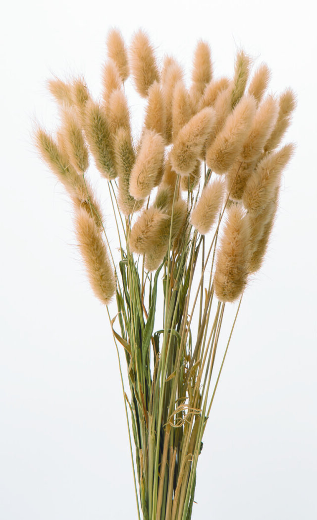 ラグラス　ナチュラルベージュ　42050-030