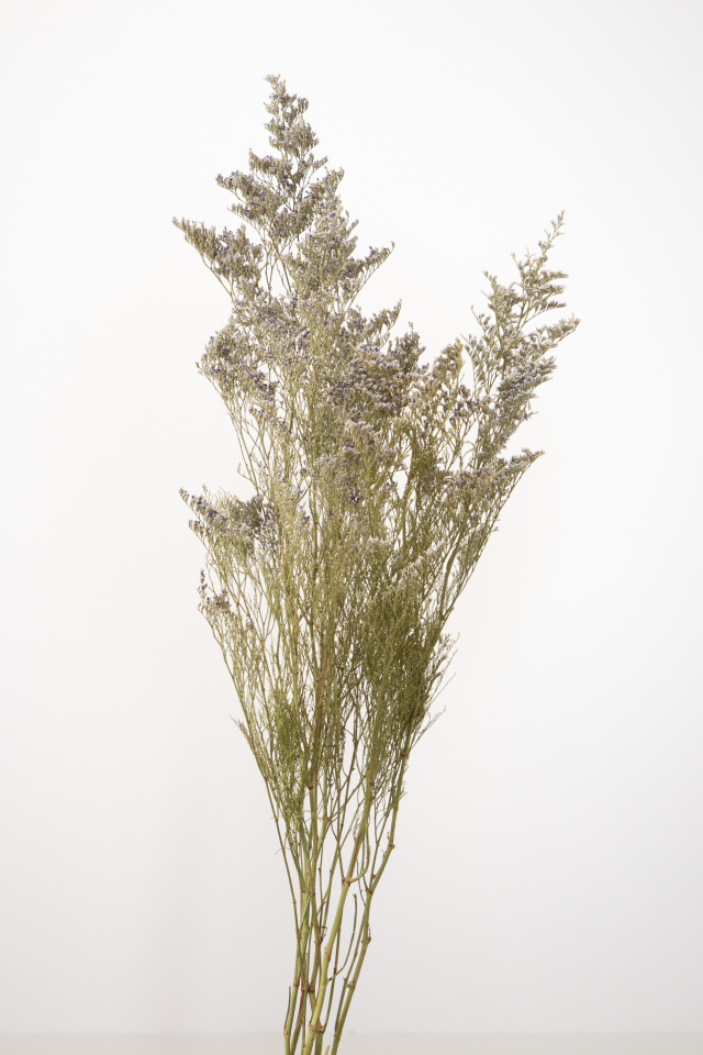 カスピア・ドライ　Ｎ　42140-000　メーカー廃盤セール６０％OFF