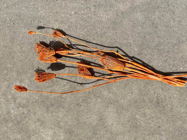 ワイルドフェンネル　オレンジ　42190-C352　特別割引60％OFF