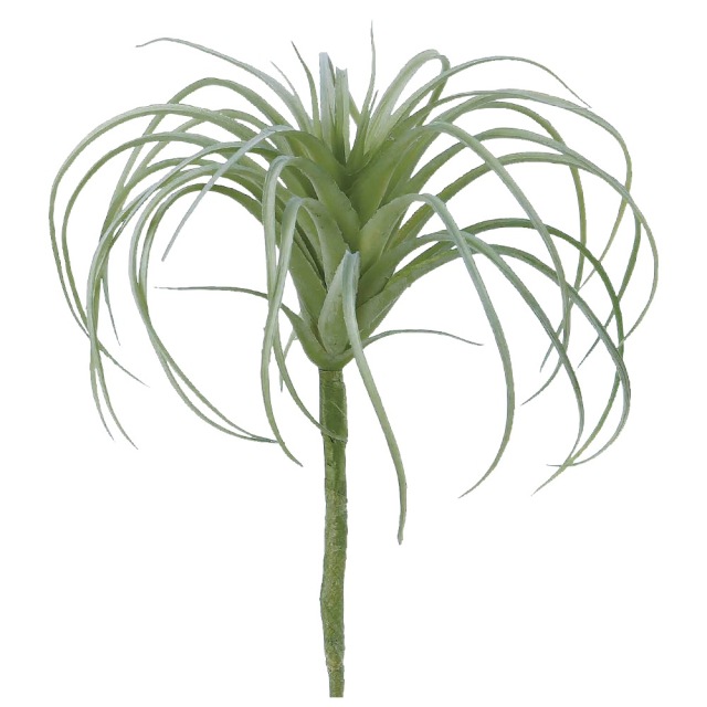 エアプランツ　A-42249-51F