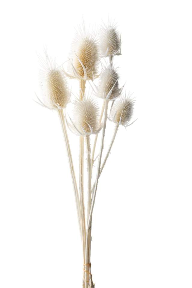 チーゼル　オフホワイト　42250-011