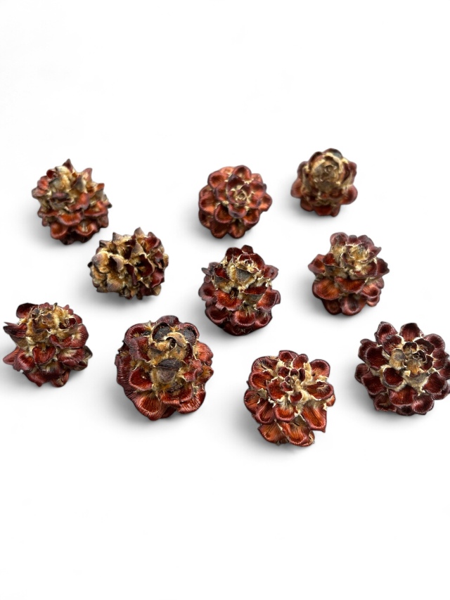 ミルキーウェイ 180㎝ 10号鉢 ミルキーウェイ 180㎝ 10号鉢 - メルカリ