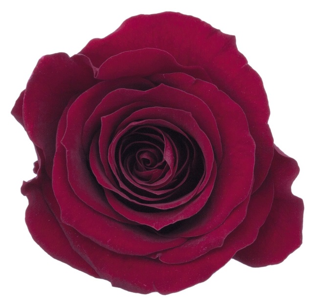 ローズ・かのん・L　ワインレッド　05203-471-1　特別割引60％OFF