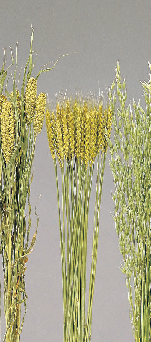 小麦・NG50080-020