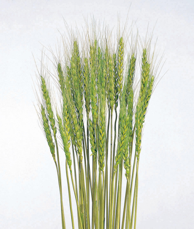 小麦・メイグリーン　50080-770