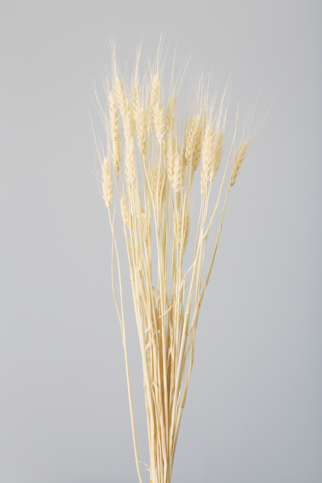 小麦　オフホワイト　50082-011