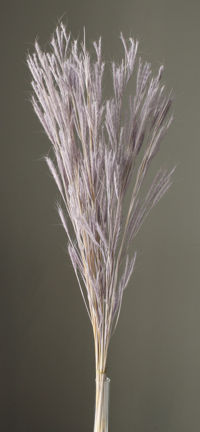 エアグラス　エンジェルパープル　50180-451　メーカー廃盤セール６０％OFF