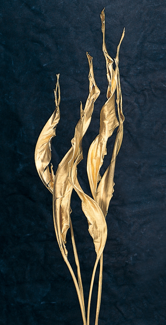 ストレチアリーフ　ゴールド　50250-902