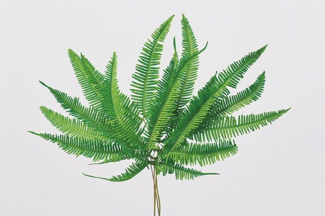 山シダ　プリザーブド　グリーン　50295-700