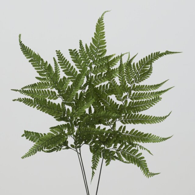 ヒメワラビ・プリザーブド（耐光性）　グリーン　50335-702　