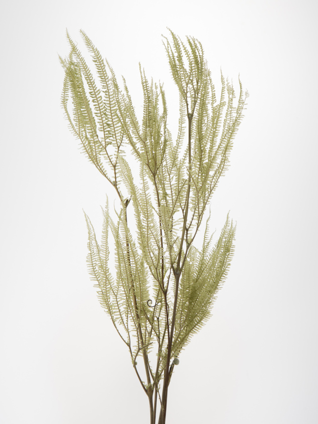 カーニバルファーン　スプリンググリーン　50380-781