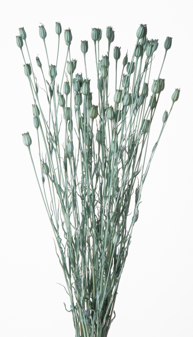 フローレンティナ　ターコイズ　50510-631