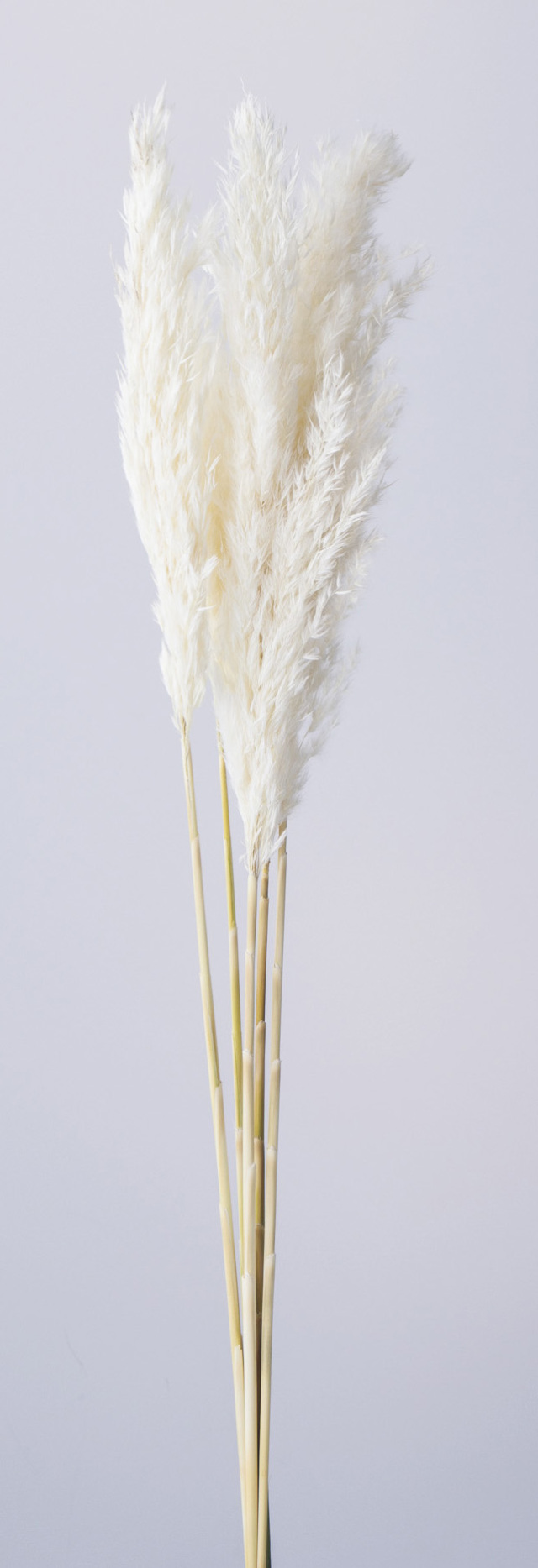 プルームリード　白　51320-011