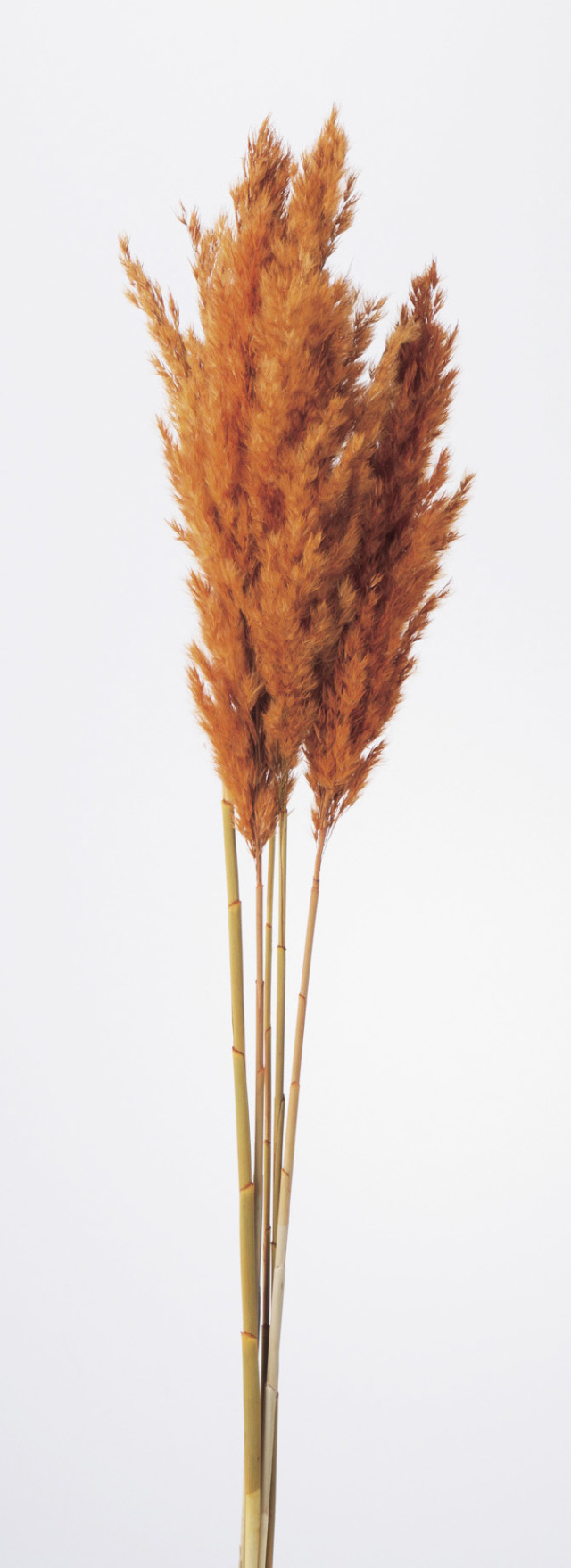 プルームリード　オレンジ　51320-350