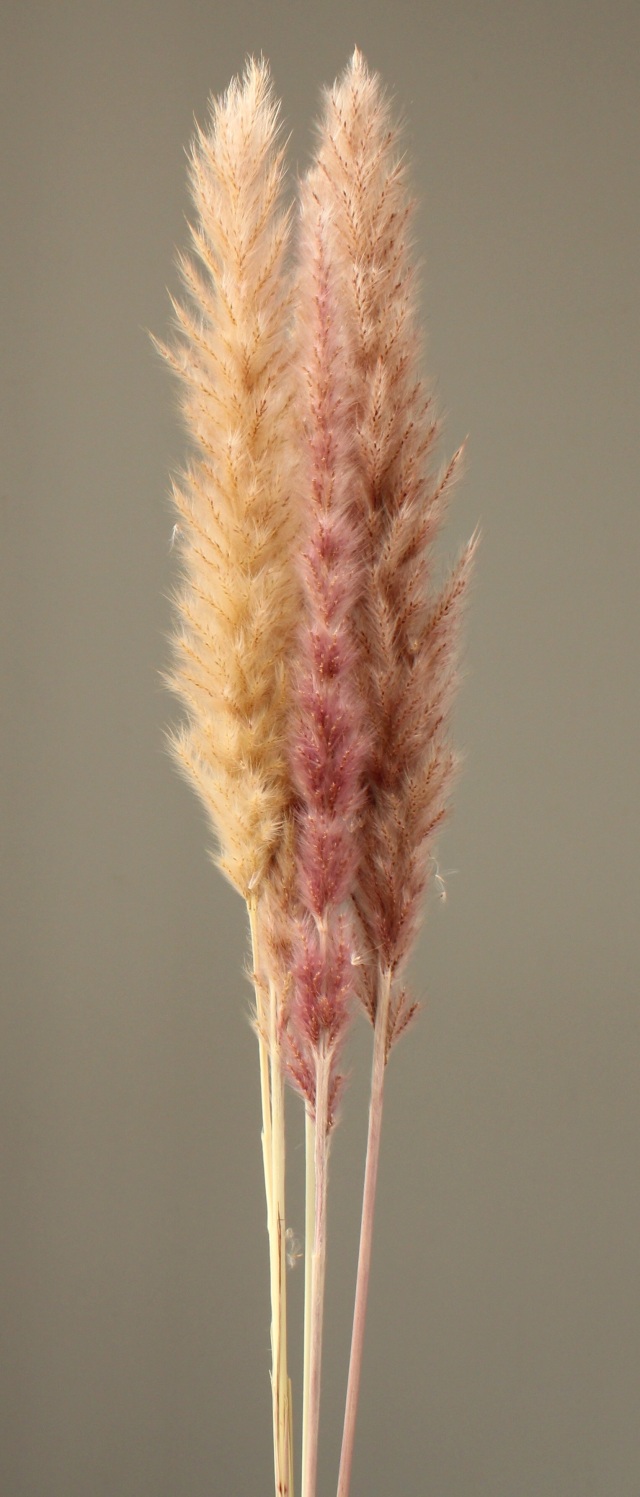 テールリード　ナチュラルベージュ　51340-030