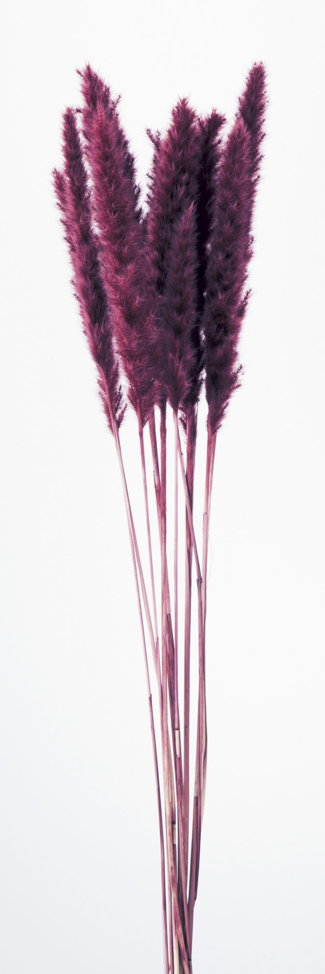 テールリード　ワインレッド　51340-470