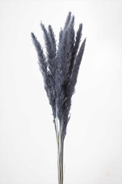 テールリード　グレーブルー　51340-831