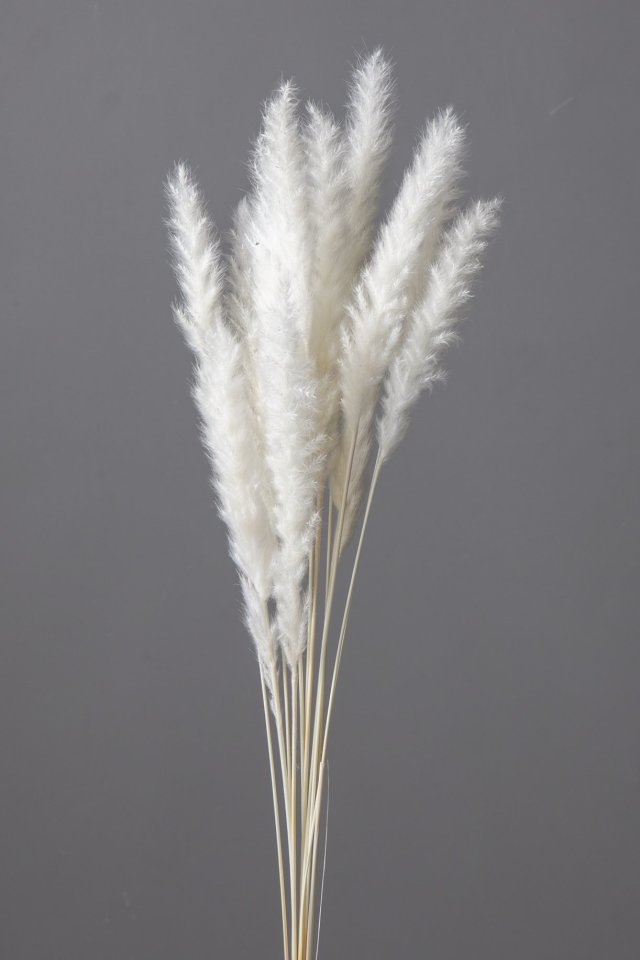 テールリード・ミニ　白　51345-011