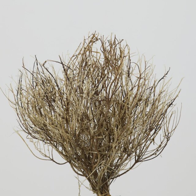 ティミアン　ナチュラルホワイト　51870-030