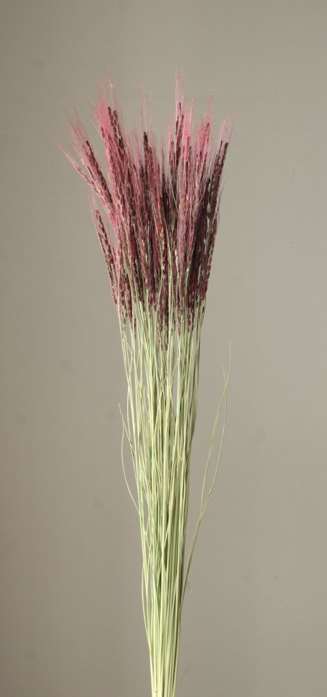 古代米・神丹穂　あかむらさき　 51930-420　※品番変更