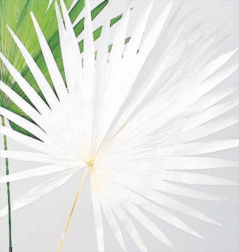 ミニビローヤシ・白　54100-011