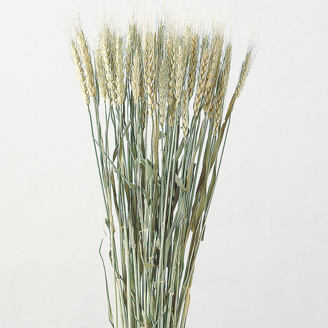 小麦　Ｎ/グリーン