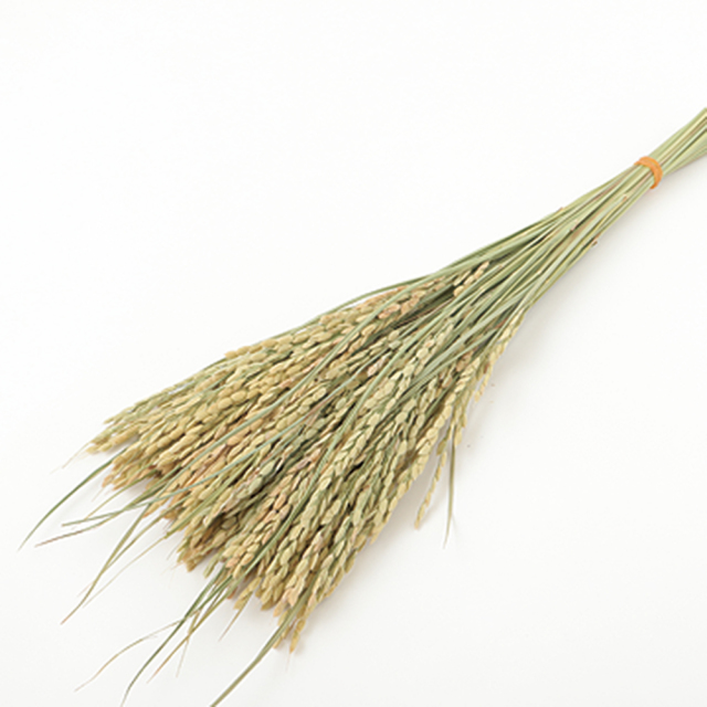 稲穂ピック　N/グリーン