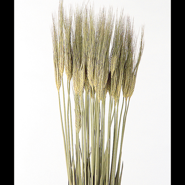 大麦　Ｎ/グリーン