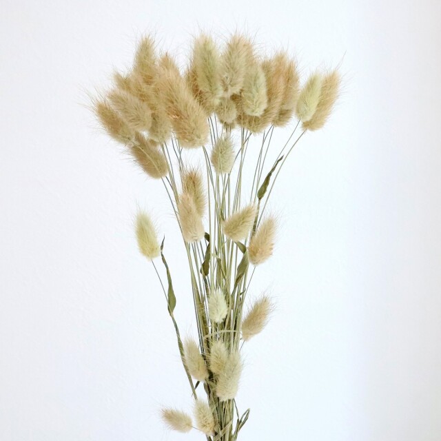 ラグラス　N/グリーン　60112