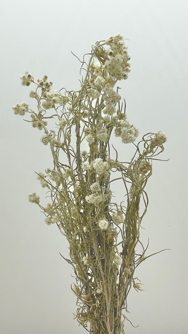 ハハコグサ　ナチュラル　60114