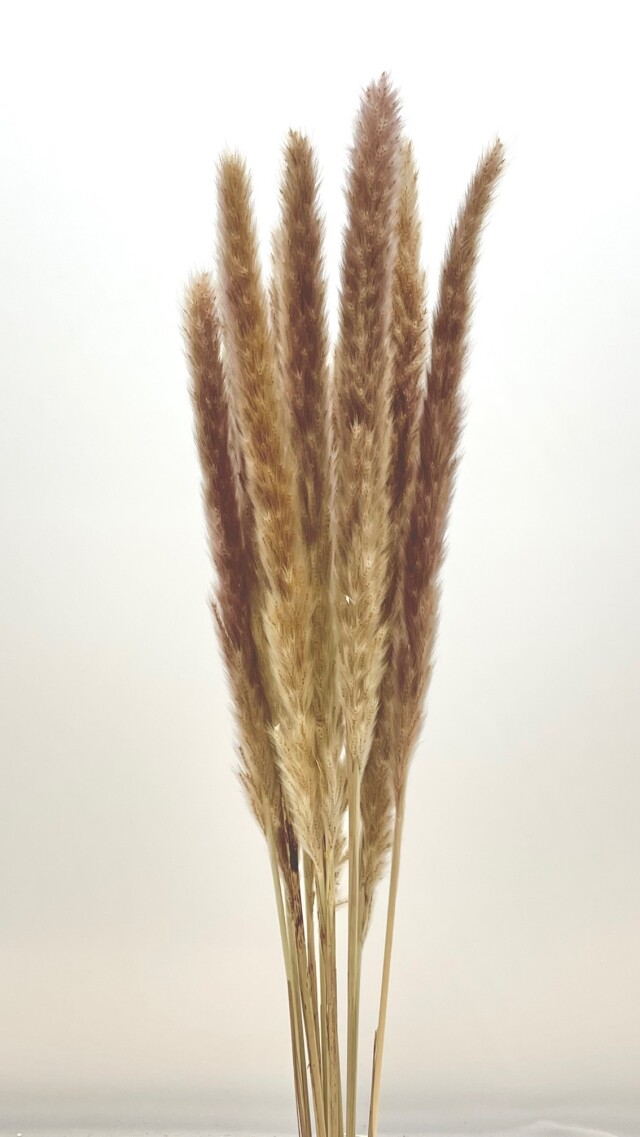 テールリード大　ナチュラル　60117